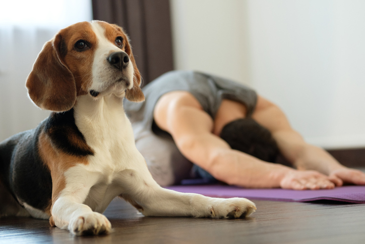A picture of a dog on the ground next to someone practicing parental self-care yoga in the background
