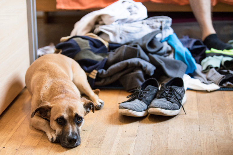 dog next to a mess of clothes on the bedroom floor