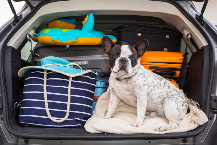 Dog in car for vacation or beach
